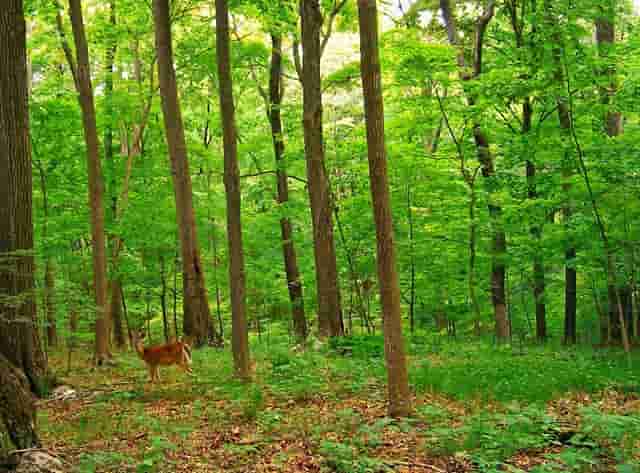 袖虎病猫攻略：加菲猫出现黑下巴是什么原因