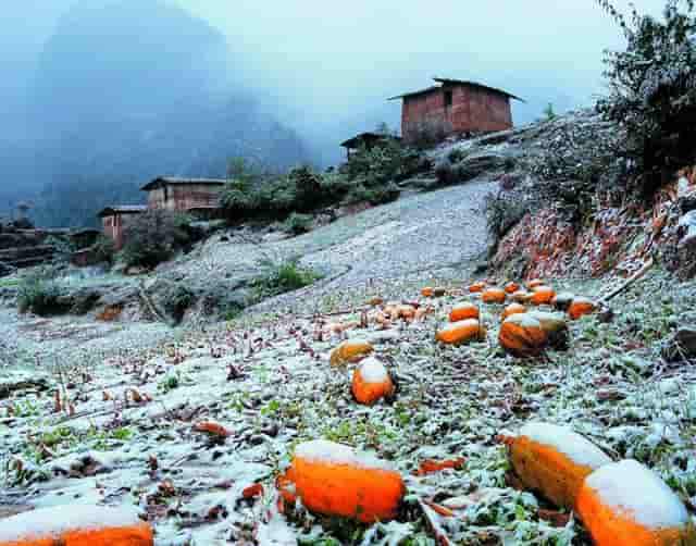 3M欧米茄蝶飞系列424.13.27.60.55.001腕表