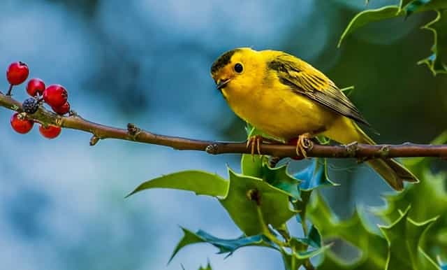 cpa审计再考会计