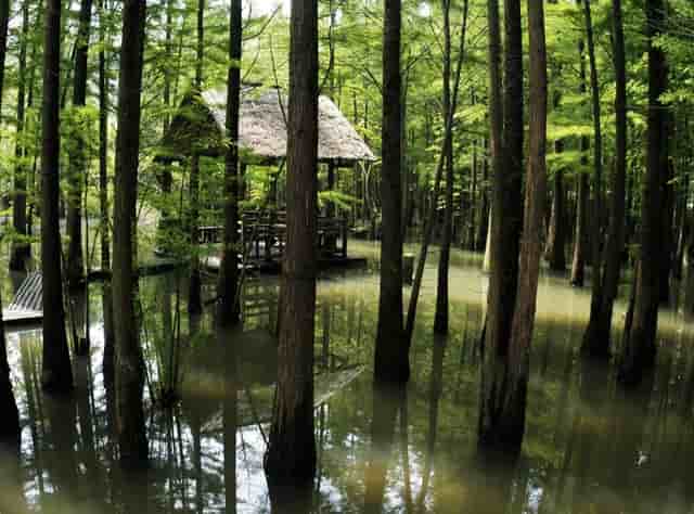 劳斯莱斯库里南红绿灯