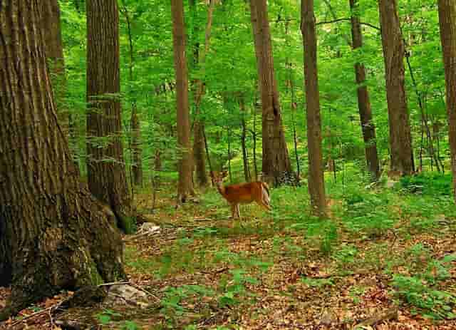 袖虎病狗攻略：狗狗体臭怎么办