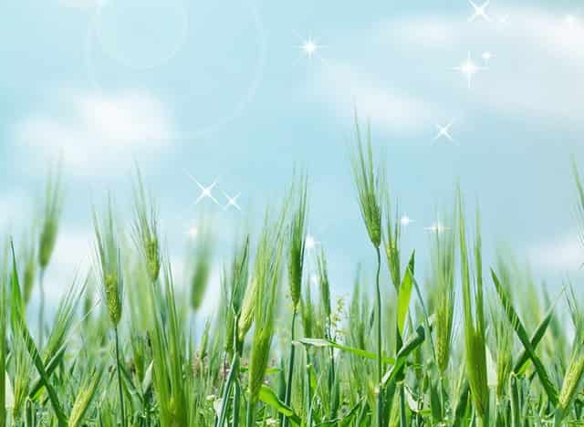 袖虎科普金毛和拉布拉多的区别