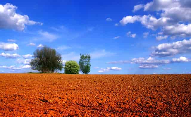 袖虎病狗攻略：如何预防犬细小