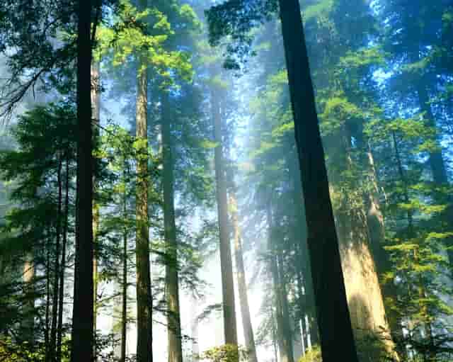 袖虎揭秘，宠物“装死”是怎样炼成的！