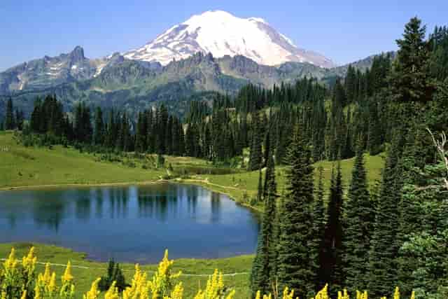 袖虎病猫攻略：猫咪嘴肿怎么办？