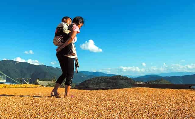 “鄂尔多斯红葱”正逐步走向产业化