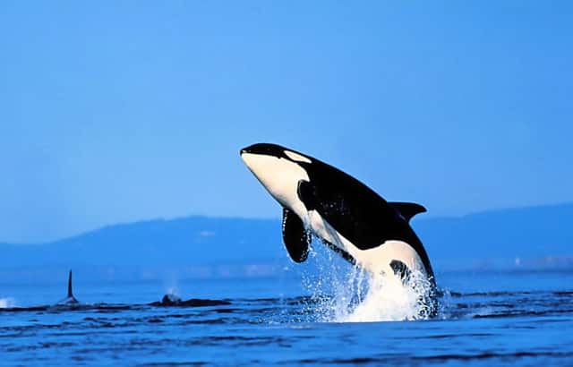 杜兰特篮网小说(篮网为什么敢给杜兰特)