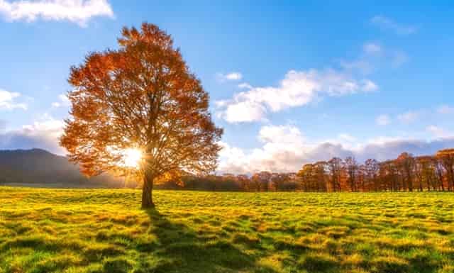 袖虎病狗攻略：狗狗喂养的4大误区和7大正确方法