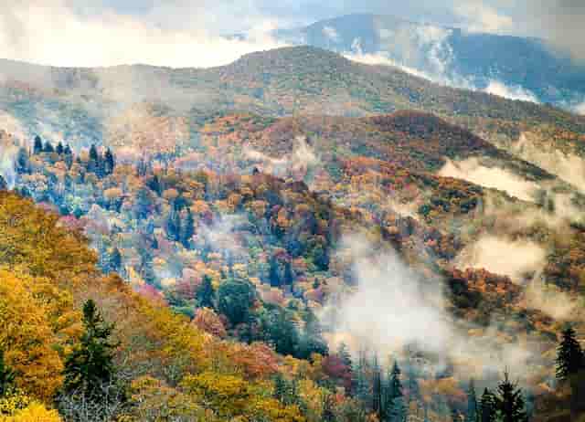 舌头发厚发涩没有食欲是咋回事