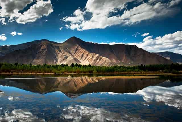 袖虎病狗攻略：狗发烧怎么办