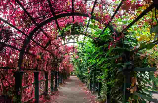 靶向药新星·拉罗替尼不限癌种（Larotrectinib，LOXO-101）