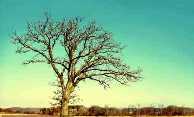 时尚造型编发技巧(时尚编发造型图片)