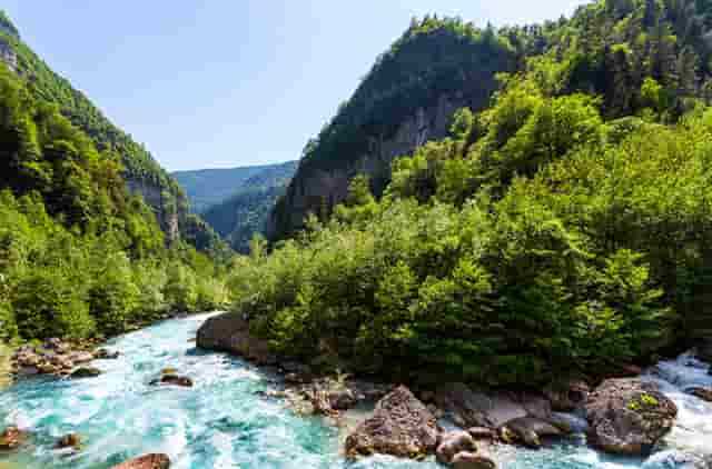 袖虎病猫攻略：猫的多囊肾是什么